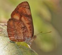 Common Lascar (Pantoporia hordonia) in Kinnarsani WS, AP W IMG 5962.jpg