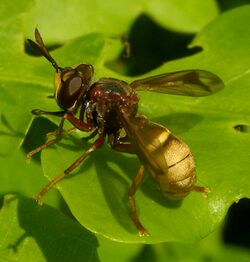 Conops-vesicularis-Conopid-fly-20100518.jpg