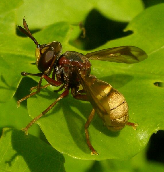 File:Conops-vesicularis-Conopid-fly-20100518.jpg
