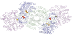 Correct Cartoon Nitrogenase with Active Sites Highlighted.png