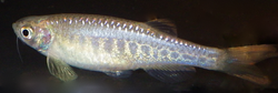 Danio aesculapii.png