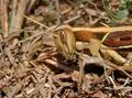 Desert Locust (Schistocerca gregaria) W IMG 3484.jpg