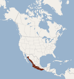 Distribution of Rhogeessa parvula.png