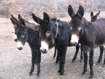 Donkey catalan.jpg