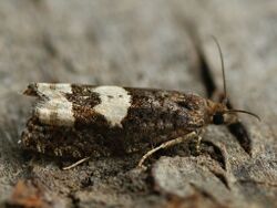 Epinotia trigonella - Birch epinotia moth (40373312595).jpg