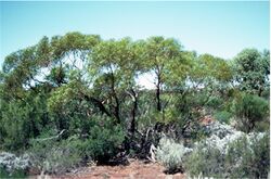 Eucalyptus effusa.jpg