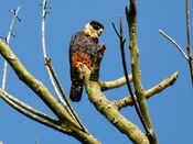 Falco rufigularis -Manizales, Caldas, Colombia-8.jpg