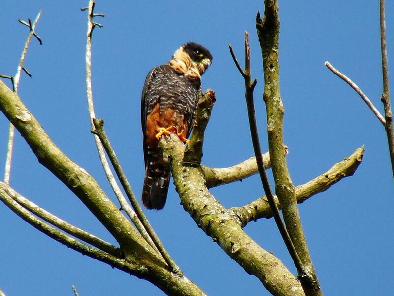 File:Falco rufigularis -Manizales, Caldas, Colombia-8.jpg