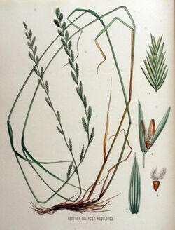 Festuca loliacea — Flora Batava — Volume v16.jpg