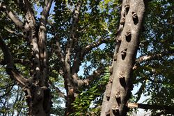 Ficus sansibarica, c, Olifants.jpg