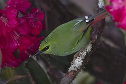 Fire-tailed Myzornis On Rhododendron Flowering Pangolakha Wildlife Sanctuary East Sikkim India 18.04.2016.jpg