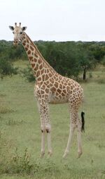 Giraffe Retouch.jpg