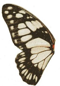 Graphium philonoe u.JPG