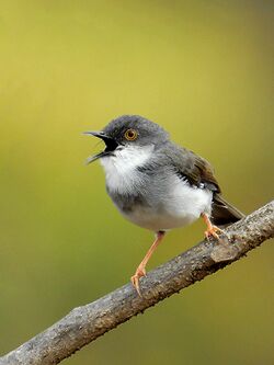 Grey-breasted prinia (Prinia hodgsonii) by Shantanu Kuveskar.jpg