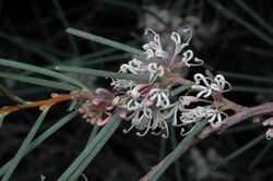 Hakea cycloptera.jpg