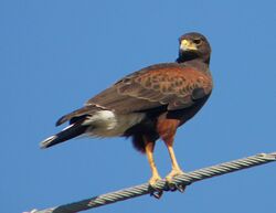 Harris's Hawk on Airline.jpg