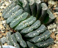 Haworthia truncata 1.jpg