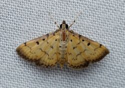 Herpetogramma hipponalis.jpg