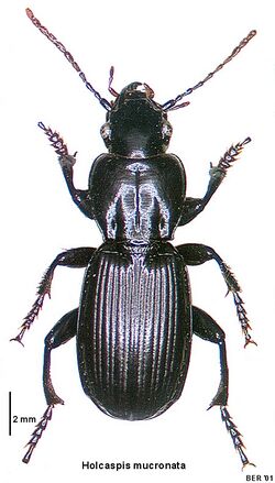 Holcaspis mucronata.jpg