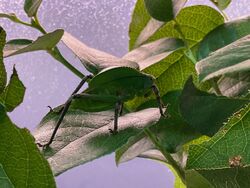 Hooded katydid (Siliquofera grandis), Entomica 2.jpg