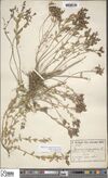 Hypericum origanifolium.jpg