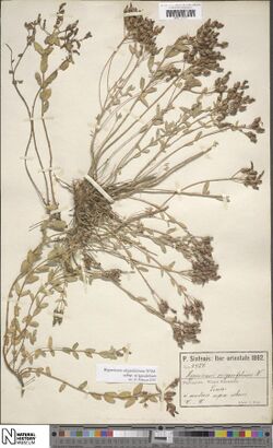 Hypericum origanifolium.jpg