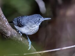 Hypocnemoides melanopogon - Black-chinned Antbird (female), Anavilhanas islands, Novo Airão, Amanazonas, Brazil.jpg