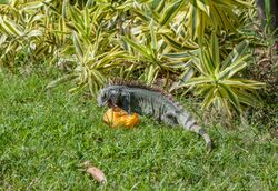 Iguana iguana eating Mangifera indica from Venezuela.jpg