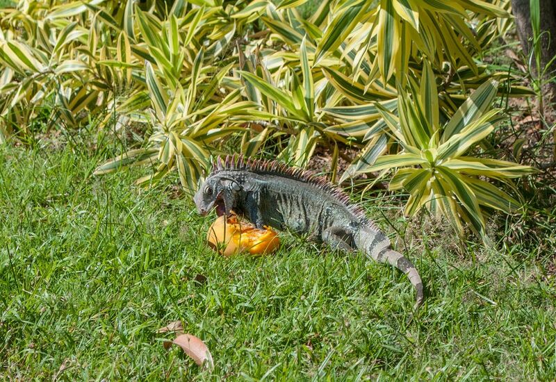 File:Iguana iguana eating Mangifera indica from Venezuela.jpg