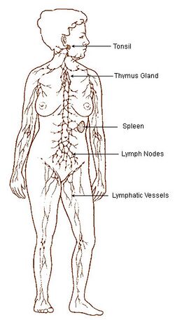 Illu lymphatic system.jpg