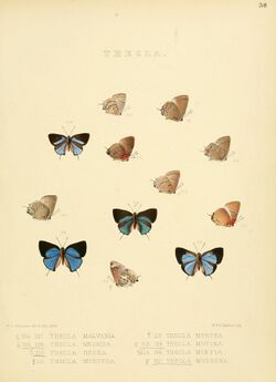Illustrations of diurnal Lepidoptera 38.jpg