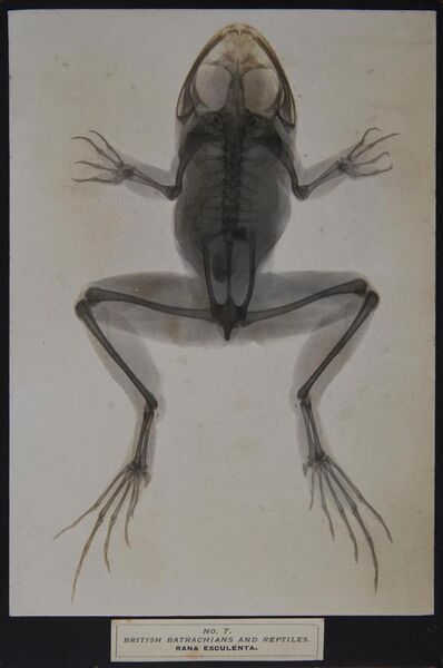 File:James Green & James H. Gardiner - Sciagraphs of British Batrachians and Reptiles - 1897 - Rana Esculenta.jpg