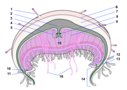 Jellyfish cross section numbered.svg