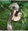 Lactarius lignyotus 41556 crop.jpg