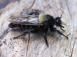 Laphria ephippium bl.JPG