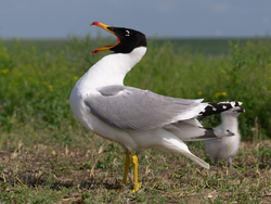 Larus ichtyaetus 1.png