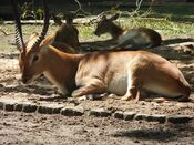 Lechwe antelopes Berlin.jpg
