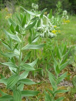 Lithospermum molle.jpg