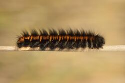 Macrothylacia rubi caterpillar - Niitvälja bog.jpg