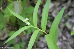 Maianthemum stellatum.jpg