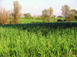 Maize field.jpg