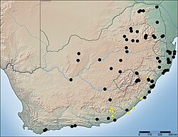 Map of South Africa with distribution of Copa flavoplumosa and Copa kei - ZooKeys-276-001-g014.jpeg