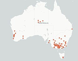 Map range Hexagonia vesparia.jpg