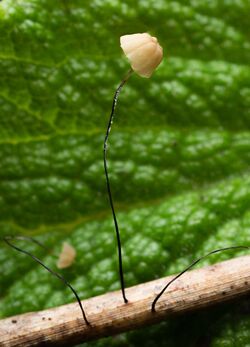 Marasmius limosus Boud. & Quél 394101.jpg