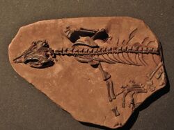 Mesenosaurus romeri skeleton.JPG