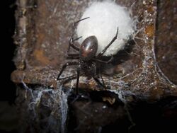 Meta bourneti female on egg sac.jpg