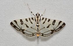 Moths of Costa Rica (Conchylodes platinalis).jpg