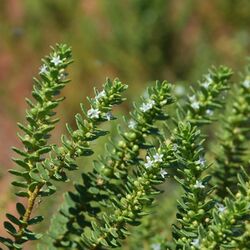 Myoporum brevipes.jpg