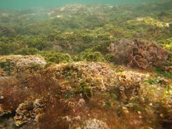 A variety of algae growing on the sea bed in shallow waters