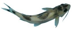Nangra ichthya.jpg